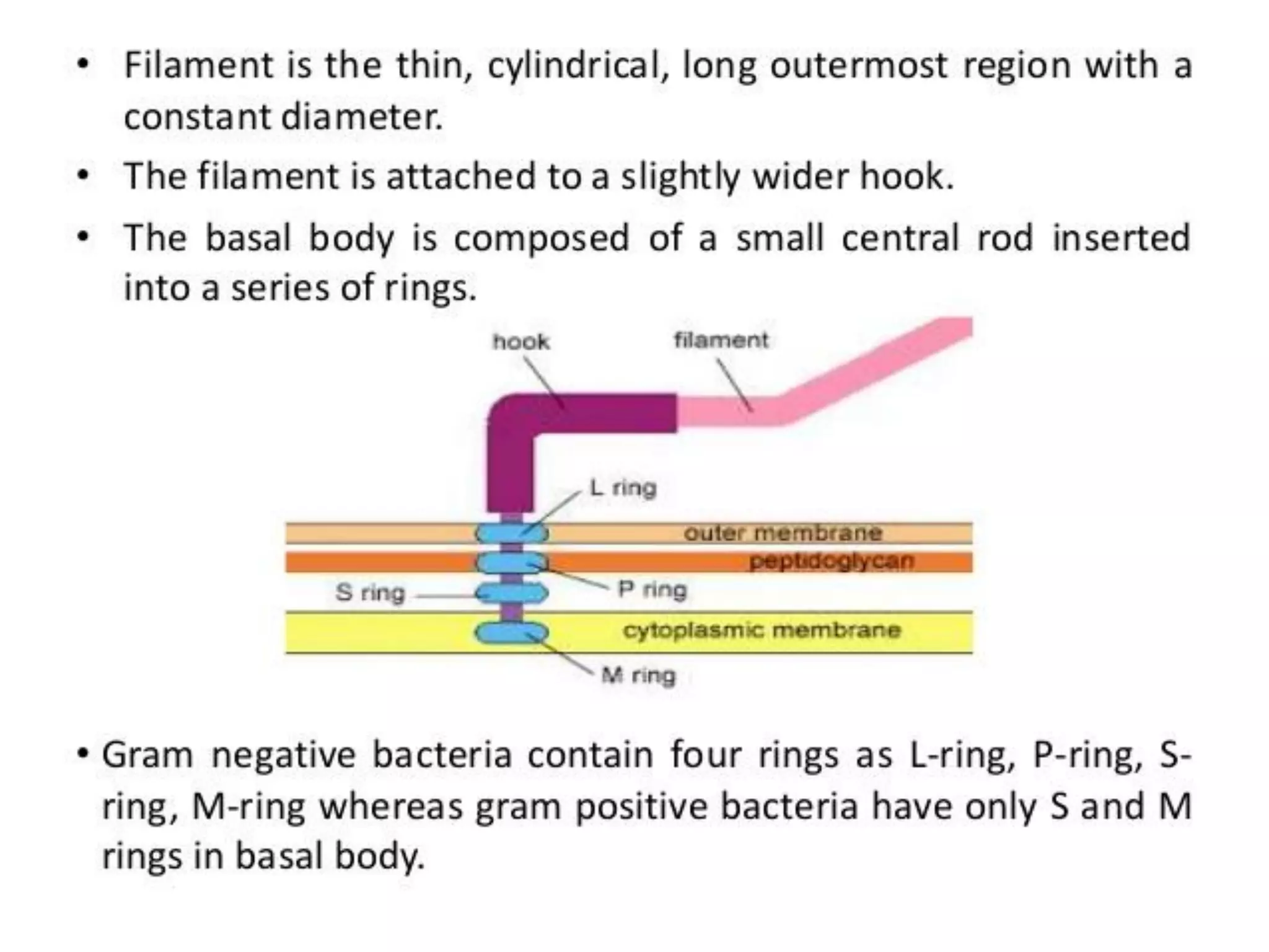 E.coli structure | PDF