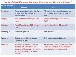 E.coli structure | PDF