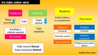 Embriología Humana de la Fecundación al Nacimiento | PDF