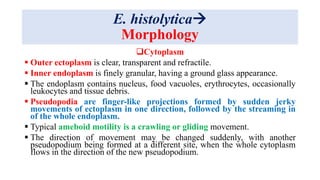 E. histolytica
Morphology
Cytoplasm
 Outer ectoplasm is clear, transparent and refractile.
 Inner endoplasm is finely granular, having a ground glass appearance.
 The endoplasm contains nucleus, food vacuoles, erythrocytes, occasionally
leukocytes and tissue debris.
 Pseudopodia are finger-like projections formed by sudden jerky
movements of ectoplasm in one direction, followed by the streaming in
of the whole endoplasm.
 Typical ameboid motility is a crawling or gliding movement.
 The direction of movement may be changed suddenly, with another
pseudopodium being formed at a different site, when the whole cytoplasm
flows in the direction of the new pseudopodium.
 