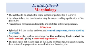 E. histolytica
Morphology
 The cell has to be attached to some surface or particle for it to move.
 In culture tubes, the trophozoites may be seen crawling up the side of the
glass tube.
 Pseudopodia formation and motility are inhibited at low temperatures.
Nucleus
 Spherical 4-6 um in size and contains central karyosome, surrounded by
clear halo.
 Anchored to the nuclear membrane by fine radiating fibrils called the
limin network, giving a cartwheel appearance.
 The nucleus is not clearly seen in the living trophozoites, but can be clearly
demonstrated in preparations stained with iron hematoxylin.
 