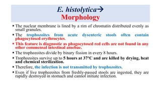 E. histolytica
Morphology
 The nuclear membrane is lined by a rim of chromatin distributed evenly as
small granules.
 The trophozoites from acute dysenteric stools often contain
phagocytosed erythrocytes.
 This feature is diagnostic as phagocytosed red cells are not found in any
other commensal intestinal amebae.
 The trophozoites divide by binary fission in every 8 hours.
 Trophozoites survive up to 5 hours at 37°C and are killed by drying, heat
and chemical sterilization.
 Therefore, the infection is not transmitted by trophozoites.
 Even if live trophozoites from freshly-passed stools are ingested, they are
rapidly destroyed in stomach and cannot initiate infection.
 