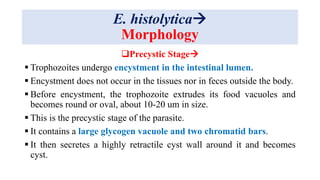 E. histolytica
Morphology
Precystic Stage
 Trophozoites undergo encystment in the intestinal lumen.
 Encystment does not occur in the tissues nor in feces outside the body.
 Before encystment, the trophozoite extrudes its food vacuoles and
becomes round or oval, about 10-20 um in size.
 This is the precystic stage of the parasite.
 It contains a large glycogen vacuole and two chromatid bars.
 It then secretes a highly retractile cyst wall around it and becomes
cyst.
 