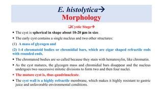 E. histolytica
Morphology
Cystic Stage
 The cyst is spherical in shape about 10-20 𝛍m in size.
 The early cyst contains a single nucleus and two other structures:
(1) A mass of glycogen and
(2) 1-4 chromatoid bodies or chromidial bars, which are cigar shaped refractile rods
with rounded ends.
 The chromatoid bodies are so called because they stain with hematoxylin, like chromatin.
 As the cyst matures, the glycogen mass and chromidial bars disappear and the nucleus
undergoes two successive mitotic divisions to form two and then four nuclei.
 The mature cyst is, thus quadrinucleate.
 The cyst wall is a highly refractile membrane, which makes it highly resistant to gastric
juice and unfavorable environmental conditions.
 