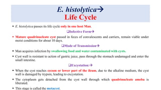 E. histolytica
Life Cycle
 E. histolytica passes its life cycle only in one host Man.
Infective Form
 Mature quadrinucleate cyst passed in feces of convalescents and carriers, remain viable under
moist conditions for about 10 days.
Mode of Transmission
 Man acquires infection by swallowing food and water contaminated with cysts.
 Cyst wall is resistant to action of gastric juice, pass through the stomach undamaged and enter the
small intestine.
Excystation:
 When the cyst reaches cecum or lower part of the ileum, due to the alkaline medium, the cyst
wall is damaged by trypsin, leading to excystation.
 The cytoplasm gets detached from the cyst wall through which quadrinucleate ameba is
liberated.
 This stage is called the metacyst.
 