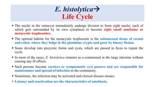 E. histolytica
Life Cycle
 The nuclei in the metacyst immediately undergo division to form eight nuclei, each of
which gets surrounded by its own cytoplasm to become eight small amebulae or
metacystic trophozoites.
 The optimal habitat for the metacystic trophozoite is the submucosal tissue of cecum
and colon, where they lodge in the glandular crypts and grow by binary fission.
 Some develop into precystic forms and cysts, which are passed in feces to repeat the
cycle.
 In most of the cases, E. histolytica remains as a commensal in the large intestine without
causing any ill effects.
 Such persons become carriers or symptomatic cyst passers and are responsible for
maintenance and spread of infection in the community.
 Sometimes, the infection may be activated and clinical disease ensues.
 Latency and reactivation are the characteristics of amebiasis.
 