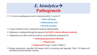 E. histolytica
Pathogenesis
 E. histolytica pathogenesis can be characterized by 3 events:
Host cell death,
Inflammation, and
Parasite invasion.
 Contact with host cells is required for parasite-induced death.
 Adherence is mediated through the parasite Gal/GalNAc lectin adhesion molecule.
 Trophozoites are able to kill host cells by several different mechanisms
Inducing programmed cell death,
Phagocytosis
Trogocytosis(“trogo-” means “nibble”).
 During trogocytosis, amoebae kill human cells by extracting and ingesting “bites” of human cell
membrane and intracellular contents.
 