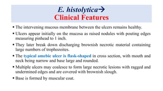 E. histolytica
Clinical Features
 The intervening mucous membrane between the ulcers remains healthy.
 Ulcers appear initially on the mucosa as raised nodules with pouting edges
measuring pinhead to 1 inch.
 They later break down discharging brownish necrotic material containing
large numbers of trophozoites.
 The typical amebic ulcer is flask-shaped in cross section, with mouth and
neck being narrow and base large and rounded.
 Multiple ulcers may coalesce to form large necrotic lesions with ragged and
undermined edges and are covered with brownish slough.
 Base is formed by muscular coat.
 