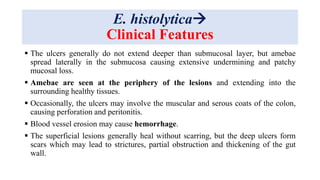 E. histolytica
Clinical Features
 The ulcers generally do not extend deeper than submucosal layer, but amebae
spread laterally in the submucosa causing extensive undermining and patchy
mucosal loss.
 Amebae are seen at the periphery of the lesions and extending into the
surrounding healthy tissues.
 Occasionally, the ulcers may involve the muscular and serous coats of the colon,
causing perforation and peritonitis.
 Blood vessel erosion may cause hemorrhage.
 The superficial lesions generally heal without scarring, but the deep ulcers form
scars which may lead to strictures, partial obstruction and thickening of the gut
wall.
 