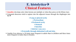 E. histolytica
Clinical Features
 Jaundice develops only when lesions are multiple or when they press on the biliary tract.
 Untreated abscesses tend to rupture into the adjacent tissues through the diaphragm into
the
Lung or pleural cavity
Pericardium
Peritoneal cavity
Stomach
Intestine
Inferior vena cava
Externally through abdominal wall and skin.
 Amebic liver abscess is 10 times more frequent in adults than in children and three times
more frequent in males than in females.
 