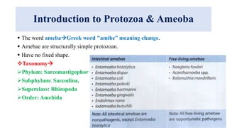 Introduction to Protozoa & Ameoba
 The word amebaGreek word "amibe” meaning change.
 Amebae are structurally simple protozoan.
 Have no fixed shape.
Taxonomy
Phylum: Sarcomastigophora,
Subphylum: Sarcodina,
Superclass: Rhizopoda
Order: Amebida
 