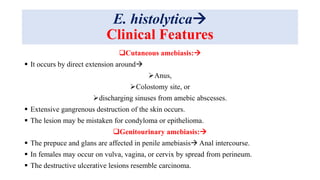 E. histolytica
Clinical Features
Cutaneous amebiasis:
 It occurs by direct extension around
Anus,
Colostomy site, or
discharging sinuses from amebic abscesses.
 Extensive gangrenous destruction of the skin occurs.
 The lesion may be mistaken for condyloma or epithelioma.
Genitourinary amebiasis:
 The prepuce and glans are affected in penile amebiasis Anal intercourse.
 In females may occur on vulva, vagina, or cervix by spread from perineum.
 The destructive ulcerative lesions resemble carcinoma.
 