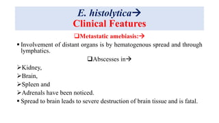 E. histolytica
Clinical Features
Metastatic amebiasis:
 Involvement of distant organs is by hematogenous spread and through
lymphatics.
Abscesses in
Kidney,
Brain,
Spleen and
Adrenals have been noticed.
 Spread to brain leads to severe destruction of brain tissue and is fatal.
 