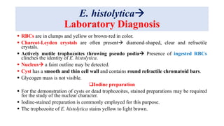 E. histolytica
Laboratory Diagnosis
 RBCs are in clumps and yellow or brown-red in color.
 Charcot-Leyden crystals are often present diamond-shaped, clear and refractile
crystals.
 Actively motile trophozoites throwing pseudo podia Presence of ingested RBCs
clinches the identity of E. histolytica.
 Nucleus a faint outline may be detected.
 Cyst has a smooth and thin cell wall and contains round refractile chromatoid bars.
 Glycogen mass is not visible.
Iodine preparation
 For the demonstration of cysts or dead trophozoites, stained preparations may be required
for the study of the nuclear character.
 Iodine-stained preparation is commonly employed for this purpose.
 The trophozoite of E. histolytica stains yellow to light brown.
 
