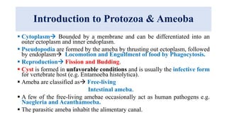 Introduction to Protozoa & Ameoba
 Cytoplasm Bounded by a membrane and can be differentiated into an
outer ectoplasm and inner endoplasm.
 Pseudopodia are formed by the ameba by thrusting out ectoplasm, followed
by endoplasm Locomotion and Engulfment of food by Phagocytosis.
 Reproduction Fission and Budding.
 Cyst is formed in unfavorable conditions and is usually the infective form
for vertebrate host (e.g. Entamoeba histolytica).
 Ameba are classified as Free-living
Intestinal ameba.
 A few of the free-living amebae occasionally act as human pathogens e.g.
Naegleria and Acanthamoeba.
 The parasitic ameba inhabit the alimentary canal.
 
