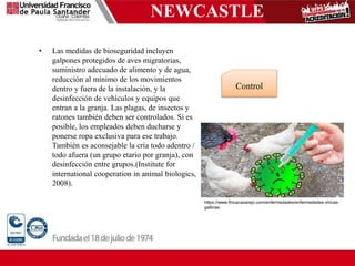 NEWCASTLE
• Las medidas de bioseguridad incluyen
galpones protegidos de aves migratorias,
suministro adecuado de alimento y de agua,
reducción al mínimo de los movimientos
dentro y fuera de la instalación, y la
desinfección de vehículos y equipos que
entran a la granja. Las plagas, de insectos y
ratones también deben ser controlados. Si es
posible, los empleados deben ducharse y
ponerse ropa exclusiva para ese trabajo.
También es aconsejable la cría todo adentro /
todo afuera (un grupo etario por granja), con
desinfección entre grupos.(Institute for
international cooperation in animal biologics,
2008).
Control
https://www.fincacasarejo.com/enfermedades/enfermedades-viricas-
gallinas
 