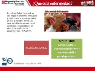¿Queeslaenfermedad?
La enfermedad de Newcastle es
una infección altamente contagiosa
y con frecuencia severa que existe
en todo el mundo y afecta a las
aves, incluidas las aves de corral
domésticas. Es causada por un
virus de la familia de los
paramyxovirus. (ICA, 2010).
RESEÑA HISTORICA
SINONIMOS
paramixovirus1
NeumoencefalitisAviar
neumoencefalitis
pseudopesteaviar
 