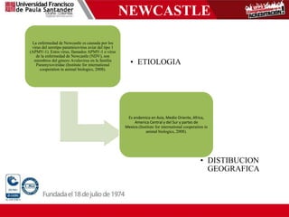 NEWCASTLE
La enfermedad de Newcastle es causada por los
virus del serotipo paramixovirus aviar del tipo 1
(APMV-1). Estos virus, llamados APMV-1 o virus
de la enfermedad de Newcastle (NDV), son
miembros del género Avulavirus en la familia
Paramyxoviridae (Institute for international
cooperation in animal biologics, 2008).
• ETIOLOGIA
Es endemico en Asia, Medio Oriente, Africa,
America Central y del Sur y partes de
Mexico.(Institute for international cooperation in
animal biologics, 2008).
• DISTIBUCION
GEOGRAFICA
 