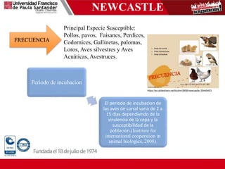 NEWCASTLE
Principal Especie Susceptible:
Pollos, pavos, Faisanes, Perdices,
Codornices, Gallinetas, palomas,
Loros, Aves silvestres y Aves
Acuáticas, Avestruces.
FRECUENCIA
Periodo de incubacion
El periodo de incubacion de
las aves de corral varia de 2 a
15 dias dependiendo de la
virulencia de la cepa y la
susceptibilidad de la
poblacion.(Institute for
international cooperation in
animal biologics, 2008).
https://es.slideshare.net/ticohm3858/newcastle-35445453
 