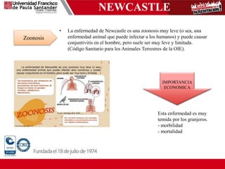 NEWCASTLE
• La enfermedad de Newcastle es una zoonosis muy leve (o sea, una
enfermedad animal que puede infectar a los humanos) y puede causar
conjuntivitis en el hombre, pero suele ser muy leve y limitada.
(Código Sanitario para los Animales Terrestres de la OIE).
Zoonosis
Esta enfermedad es muy
temida por los granjeros.
- morbilidad
- mortalidad
IMPORTANCIA
ECONOMICA
 