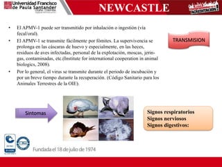 NEWCASTLE
• El APMV-1 puede ser transmitido por inhalación o ingestión (vía
fecal/oral).
• El APMV-1 se transmite fácilmente por fómites. La supervivencia se
prolonga en las cáscaras de huevo y especialmente, en las heces,
residuos de aves infectadas, personal de la explotación, moscas, jerin-
gas, contaminadas, etc.(Institute for international cooperation in animal
biologics, 2008).
• Por lo general, el virus se transmite durante el periodo de incubación y
por un breve tiempo durante la recuperación. (Código Sanitario para los
Animales Terrestres de la OIE).
TRANSMISION
Sintomas Signos respiratorios
Signos nerviosos
Signos digestivos:
 
