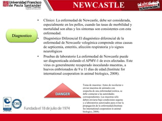 NEWCASTLE
• Clínico: La enfermedad de Newcastle, debe ser considerada,
especialmente en los pollos, cuando las tasas de morbilidad y
mortalidad son altas y los síntomas son consistentes con esta
enfermedad.
• Diagnóstico Diferencial El diagnóstico diferencial de la
enfermedad de Newcastle velogénica comprende otras causas
de septicemia, enteritis, afección respiratoria y/o signos
neurológicos
• Pruebas de laboratorio La enfermedad de Newcastle puede
ser diagnosticada aislando el APMV-1 de aves afectadas. Este
virus es generalmente recuperado inoculando muestras, a
huevos embrionados de 9 a 11 días de edad.(Institute for
international cooperation in animal biologics, 2008).
Diagnostico
Toma de muestras: Antes de recolectar o
enviar muestras de animales con
sospecha de una enfermedad exótica, se
debe contactar a las autoridades
correspondientes. Las muestras sólo
deben enviarse bajo condiciones seguras
y a laboratorios autorizados para evitar la
propagación de la enfermedad.(Institute
for international cooperation in animal
biologics, 2008).
 