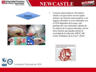 NEWCASTLE
• Lesiones macroscópicas. De manera
similar a lo que ocurre con los signos
clínicos, las lesiones macroscópicas y los
órganos afectados en aves infectadas con
el VEN dependen de la cepa y del
patotipo del virus infectante, además de
los efectos de la especie afectada y de los
otros factores que pueden afectar la
severidad de la infección. (MVZ. MC.
Carlos Valladares de la Cruz*. 2016)
lesiones
 
