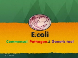 E.coli
Commensal, Pathogen,& Genetic tool
Dr.T.V.Rao MD
 