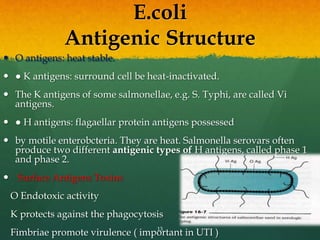 E.coli
Antigenic Structure
 O antigens: heat stable.
 ● K antigens: surround cell be heat-inactivated.
 The K antigens of some salmonellae, e.g. S. Typhi, are called Vi
antigens.
 ● H antigens: flagaellar protein antigens possessed
 by motile enterobcteria. They are heat. Salmonella serovars often
produce two different antigenic types of H antigens, called phase 1
and phase 2.
 Surface Antigens Toxins
O Endotoxic activity
K protects against the phagocytosis
Fimbriae promote virulence ( important in UTI )
13
 