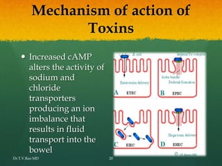 Mechanism of action of
Toxins
 Increased cAMP
alters the activity of
sodium and
chloride
transporters
producing an ion
imbalance that
results in fluid
transport into the
bowel
Dr.T.V.Rao MD 20
 