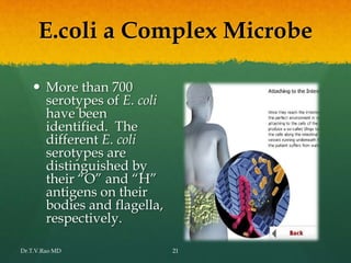 E.coli a Complex Microbe
 More than 700
serotypes of E. coli
have been
identified. The
different E. coli
serotypes are
distinguished by
their “O” and “H”
antigens on their
bodies and flagella,
respectively.
Dr.T.V.Rao MD 21
 