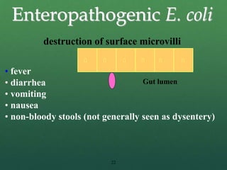 22
Enteropathogenic E. coli
destruction of surface microvilli
• fever
• diarrhea
• vomiting
• nausea
• non-bloody stools (not generally seen as dysentery)
Gut lumen
 