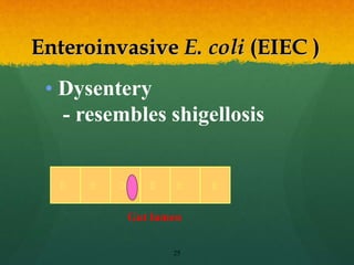 25
• Dysentery
- resembles shigellosis
Enteroinvasive E. coli (EIEC )
Gut lumen
 