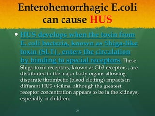 Enterohemorrhagic E.coli
can cause HUS
 HUS develops when the toxin from
E. coli bacteria, known as Shiga-like
toxin (SLT) , enters the circulation
by binding to special receptors. These
Shiga-toxin receptors, known as Gb3 receptors , are
distributed in the major body organs allowing
disparate thrombotic (blood clotting) impacts in
different HUS victims, although the greatest
receptor concentration appears to be in the kidneys,
especially in children.
29
 