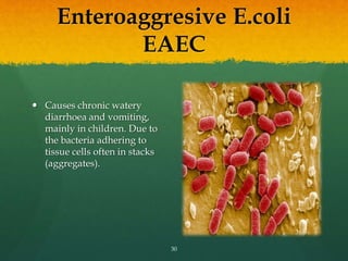 Enteroaggresive E.coli
EAEC
 Causes chronic watery
diarrhoea and vomiting,
mainly in children. Due to
the bacteria adhering to
tissue cells often in stacks
(aggregates).
30
 