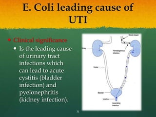E. Coli leading cause of
UTI
 Clinical significance
 Is the leading cause
of urinary tract
infections which
can lead to acute
cystitis (bladder
infection) and
pyelonephritis
(kidney infection).
31
 