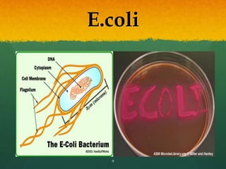 E.coli
9
 