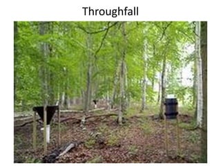 Throughfall
 