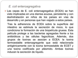 E. coli enteroagregativa
 Las cepas de E. coli enteroagregativa (ECEA) se han
visto implicadas en una diarrea acuosa, persistente y con
deshidratación en niños de los países en vías de
desarrollo y en personas que han viajado a estos países.
Tras la adherencia de ECEA sobre la superficie del
intestino se estimula la secreción de moco, lo que
condiciona la formación de una biopelícula gruesa. Esta
película protege a las bacterias agregadas frente a los
antibióticos y las células fagocíticas. Además, dos
grupos de toxinas se asocian a ECEA: la toxina
termoestable enteroagregante que está relacionada
antigénicamente con la toxina termoestable de ECET y
una toxina codificada por plásmido. Ambas toxinas
inducen la secreción de líquido.
 