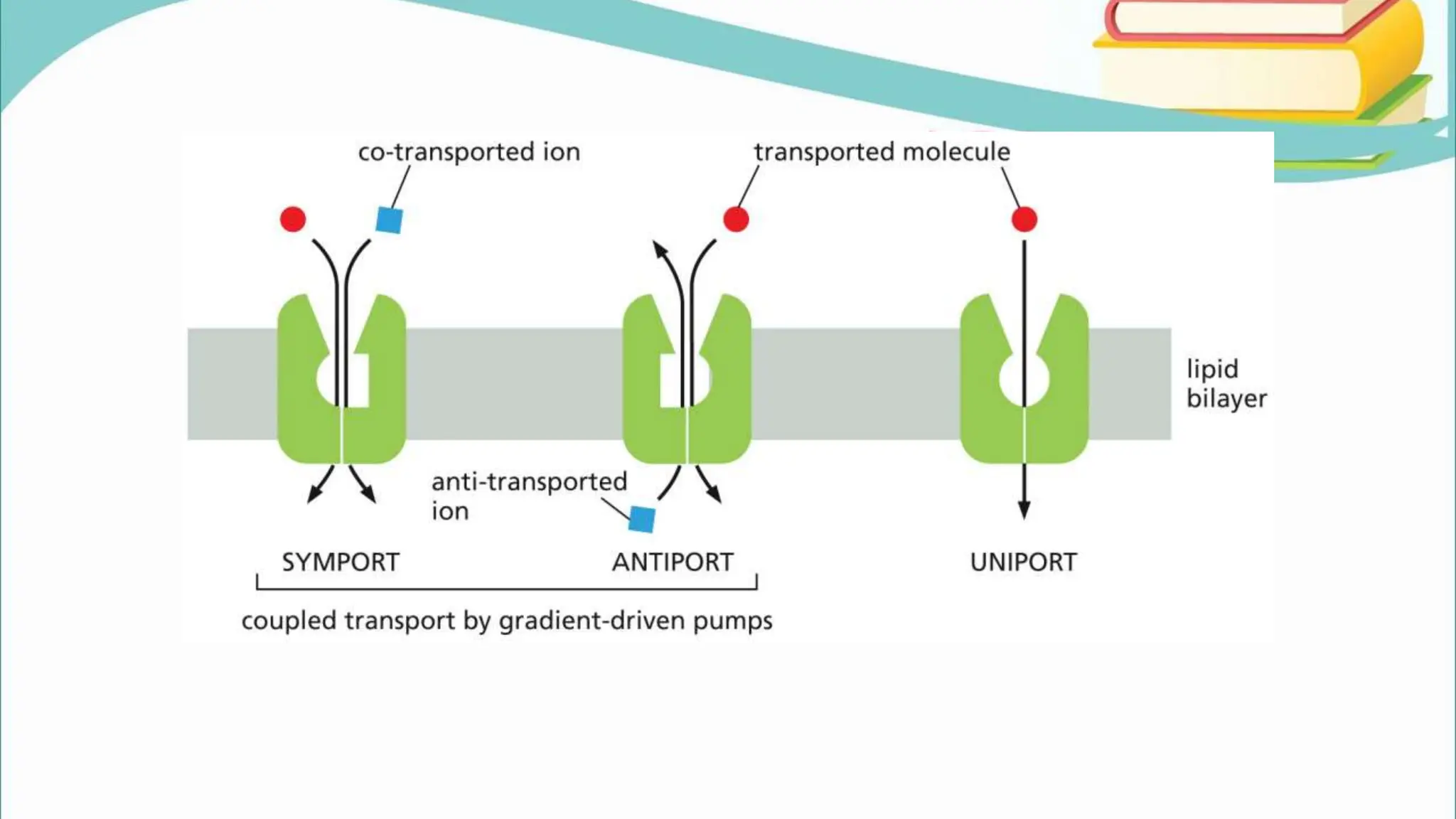 Movement of Molecules across Cell Membranes.pptx
