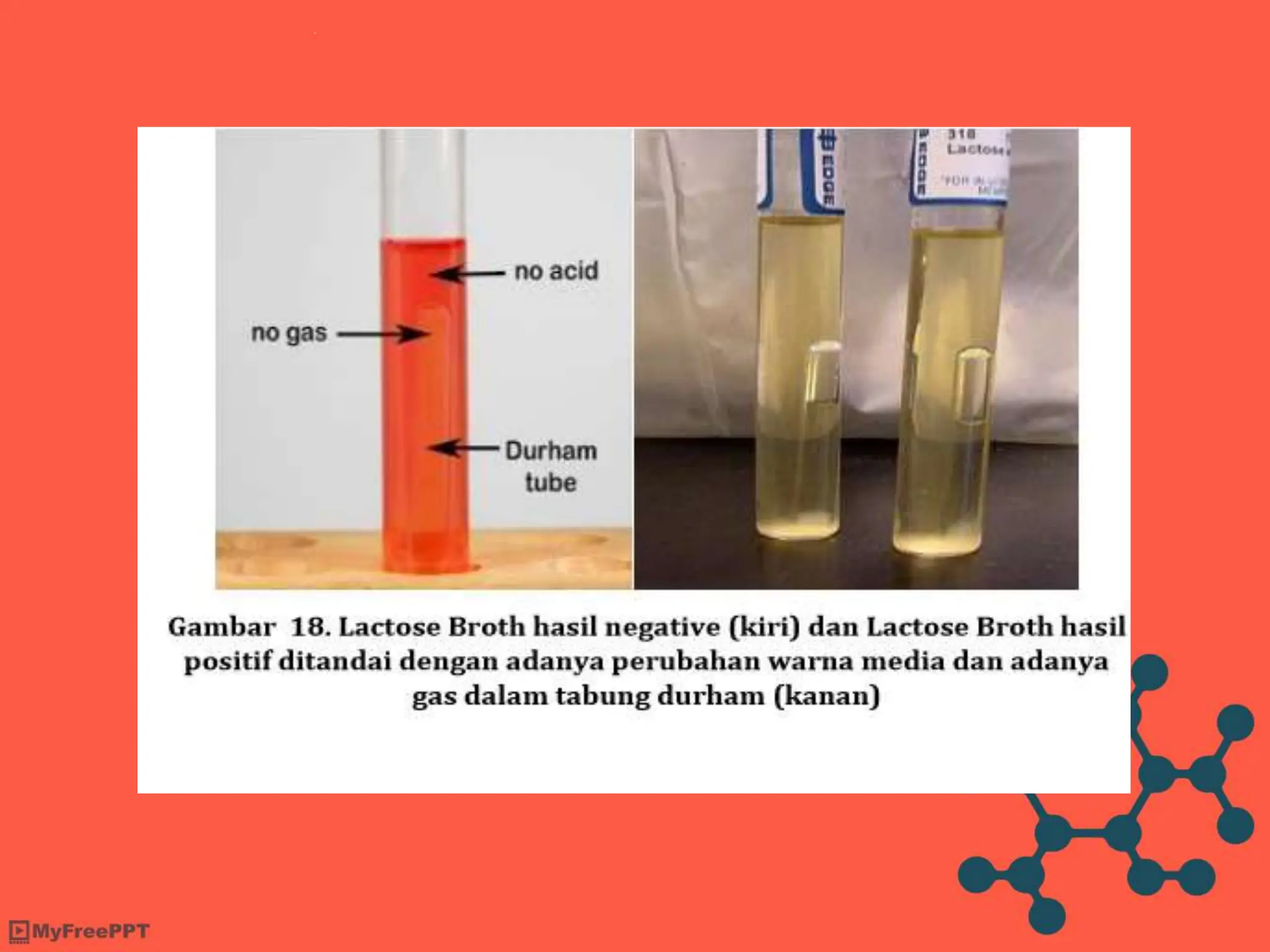 mikrobiologi pewarnaan bakteri e-coli.potx