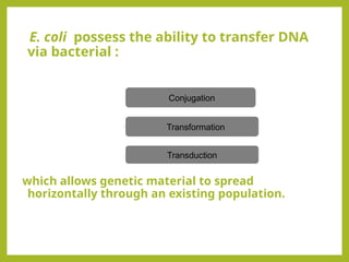 Escherichia Coli powerpoint on virulence and characteristics | PPTX
