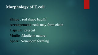 Motile Rods E. coli ( Morphology, Pathogenesis, Prevention).pptx