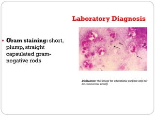 E.coli, Klebsiella microbiology lecture.pdf