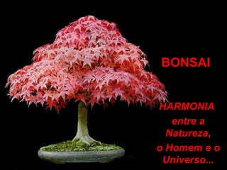 BONSAI HARMONIA  entre a Natureza, o Homem e o Universo... 