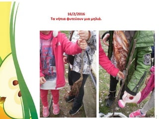 16/2/2016
Τα νήπια φυτεύουν μια μηλιά.
 