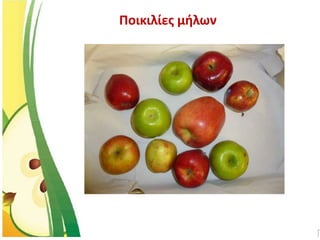 Ποικιλίες μήλων
 