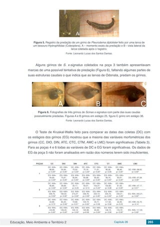 Educação, Meio Ambiente e Território 2 Capítulo 26 265
Figura 5. Registro da predação de um girino de Pleurodema diplolister feito por uma larva de
um besouro Hydrophilidae (Coleoptera). A – momento exato da predação e B - vista lateral da
larva coletada após o registro.
Fonte: Leonardo Lucas dos Santos Dantas.
Alguns girinos de S. x-signatus coletados na poça 3 também apresentavam
marcas de uma possível tentativa de predação (Figura 6), faltando algumas partes de
suas estruturas caudais o que indica que as larvas de Odonata, predam os girinos.
Figura 6. Fotografias de três girinos de Scinax x-signatus com parte das suas caudas
possivelmente predadas. Figuras A e B girinos em estágio 25, figura C girino em estágio 36.
Fonte: Leonardo Lucas dos Santos Dantas.
O Teste de Kruskal-Wallis feito para comparar as datas das coletas (DC) com
os estágios dos girinos (EG) mostrou que a maioria das variáveis morfométricas dos
girinos (CC, DIO, DIN, ATC, CTC, CTM, AMC e LMC) foram significativas (Tabela 3).
Para as poças 4 e 6 todas as variáveis de DC e EG foram significativas. Os dados de
EG da poça 5 não foram analisados em razão dos números terem sido insuficientes.
POÇAS CC DIO DIN ATC CTC CT AMC LMC
1
DC- KW=
88,84;
p= 0,00*
DC- KW=
54,94;
p= 0,00*
DC- KW=
70,50;
p= 0,00*
DC- KW=
70,19;
p= 0,00*
DC- KW=
71,61;
p= 0,00*
DC- KW=
96,56;
p= 0,09
DC- KW=
68,46;
p= 0,00*
DC- KW= 68,62;
p= 0,00*
EG- KW=
94,00;
p= 0,00*
EG- KW=
75,81;
p= 0,00*
EG- KW=
95,84;
p= 0,00*
EG- KW=
85,98;
p= 0,00*
EG- KW=
85,92;
p= 0,00*
EG- KW=
99,74;
p= 0,05*
EG- KW=
93,01;
p= 0,00*
EG- KW= 97,08;
p= 0,00*
2
DC- KW=
90,85;
p= 0,00*
DC- KW=
28,69;
p= 0,00*
DC- KW=
32,17;
p= 0,23
DC- KW=
59,37;
p= 0,15
DC- KW=
104,27;
p= 0,02*
DC- KW=
152,85;
p= 0,08
DC- KW=
61,50;
p= 0,00*
DC- KW= 47,17;
p= 0,01*
EG- KW=
228,73;
p= 0,00*
EG- KW=
194,02;
p= 0,00*
EG- KW=
213,27;
p= 0,00*
EG- KW=
236,76;
p= 0,00*
EG- KW=
222,13;
p= 0,00*
EG- KW=
234,74;
p= 0,00*
EG- KW=
242,21;
p= 0,00*
EG- KW= 242,21;
p= 0,00*
3
DC- KW=
54,99;
p= 0,72
DC- KW=
84,22;
p= 0,00*
DC- KW=
72,69;
p= 0,01*
DC- KW=
105,74;
p= 0,05*
DC- KW=
55,71;
p= 0,56
DC- KW=
117,94;
p= 0,56
DC- KW=
42,26;
p= 0,22
DC- KW= 40,75;
p= 0,12
EG- KW=
145,99;
p= 0,00*
EG- KW=
129,42;
p= 0,00*
EG- KW=
102,13;
p= 0,00*
EG- KW=
103,38;
p=0,06
EG- KW=
94,20;
p= 0,00*
EG- KW=
146,15;
p= 0,06
EG- KW=
116,72;
p= 0,00*
EG- KW= 117,33;
p= 0,00*
 