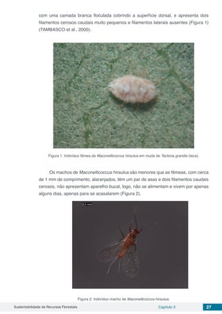 Sustentabilidade de Recursos Florestais Capítulo 3 27
com uma camada branca floculada cobrindo a superfície dorsal, e apresenta dois
filamentos cerosos caudais muito pequenos e filamentos laterais ausentes (Figura 1)
(TAMBASCO et al., 2000).
Figura 1. Indivíduo fêmea de Maconellicoccus hirsutus em muda de Tectona grandis (teca).
Os machos de Maconellicoccus hirsutus são menores que as fêmeas, com cerca
de 1 mm de comprimento, alaranjados, têm um par de asas e dois filamentos caudais
cerosos, não apresentam aparelho bucal, logo, não se alimentam e vivem por apenas
alguns dias, apenas para se acasalarem (Figura 2).
Figura 2. Indivíduo macho de Maconellicoccus hirsutus.
 