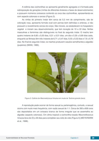 Sustentabilidade de Recursos Florestais Capítulo 3 28
A colônia das cochonilhas se apresenta geralmente agregada e é formada pela
sobreposição de gerações (ninfas de diferentes ínstares e fases de desenvolvimento)
e possuem inúmeros ovissacos contendo os ovos das cochonilhas, apresentando-se
com aspecto cotonoso e ceroso (Figura 3).
As ninfas de primeiro ínstar têm cerca de 0,3 mm de comprimento, são de
coloração rosa, apresenta formato oval com pernas bem definidas e antenas, e não
possuem o revestimento ceroso do corpo. São móveis, se estabelecem no hospedeiro
vegetal e iniciam seu desenvolvimento, que tem duração de 10 a 22 dias. Ninfas
masculinas e femininas são distinguíveis no final do segundo ínstar. O macho tem
quatro ínstares de 6,60 ± 0,50 dias, 6,51 ± 0,51 dias, um dia e 5,59 ± 0,69 dias cada,
enquanto as fêmeas têm três ínstares de 6,71 ± 0,47 dias, 6,55 ± 0,52 dias e 7,9 ± 0,79
dias. No final do segundo ínstar, os machos produzem casulos semelhantes a algodão
(pupários) (MANI, 1989).
Figura 3. Colônia de Maconeliccocus hirsutus em muda de Tectona grandis (teca).
A reprodução pode ocorrer de forma sexual ou partenogênica, contudo, a sexual
ocorre com muito mais frequência, com razão sexual de 1:1. Cerca de 300 a 600 ovos
são depositados em um ovissaco branco de forma irregular que se assemelha ao
algodão (aspecto cotonoso). Em clima tropical a cochonilha-rosada Maconellicoccus
hirsutus leva de 23 a 30 dias para completar seu ciclo de vida (Figura 4) (MEYERDIRK
et al., 1998).
 